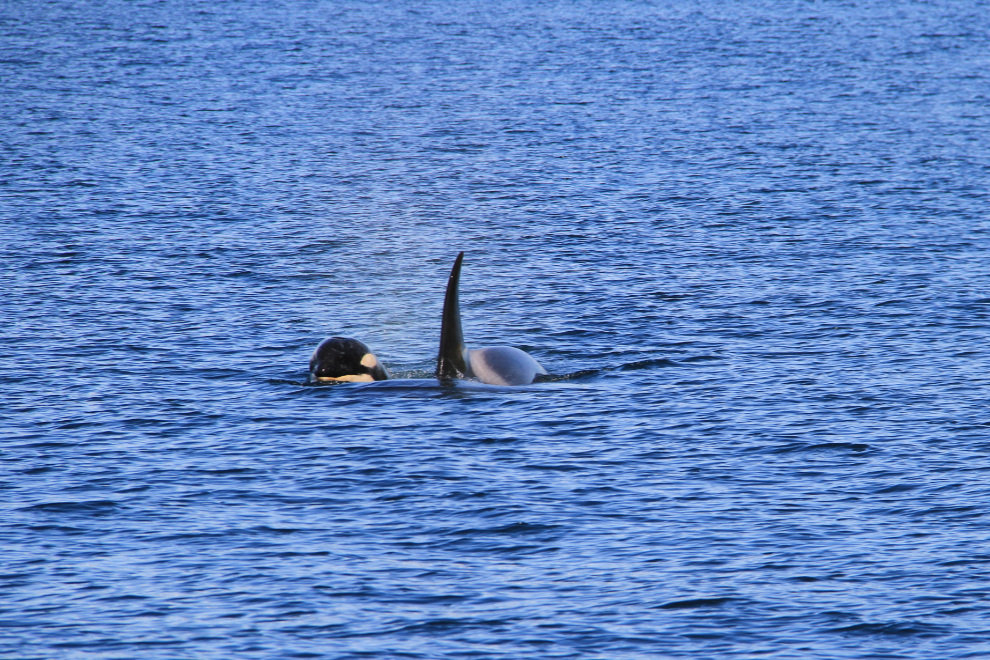 Orca with her calf in Kenai Fjords National Park, Alaska