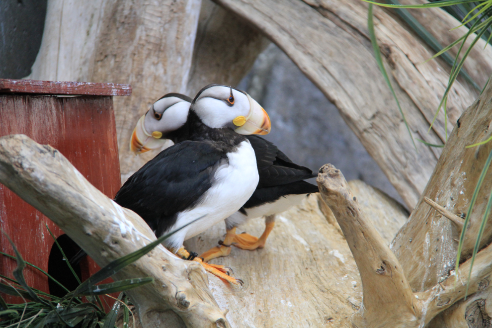 Horned puffins in the seabird habitat at the Alaska SeaLife Center, Seward, Alaska