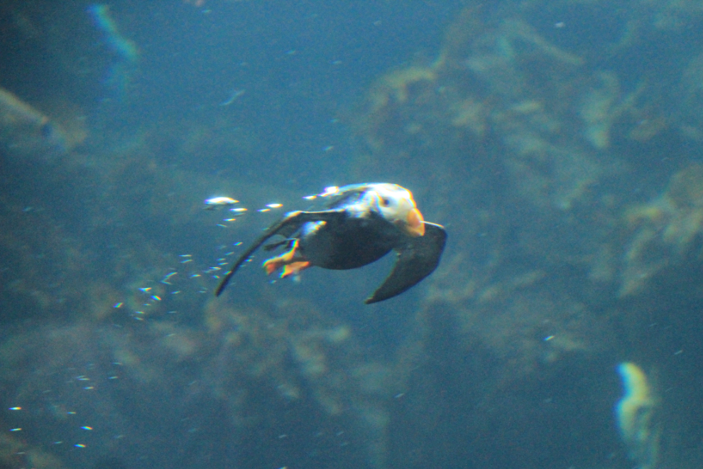 Puffin swimming underwater at the Alaska SeaLife Center, Seward, Alaska