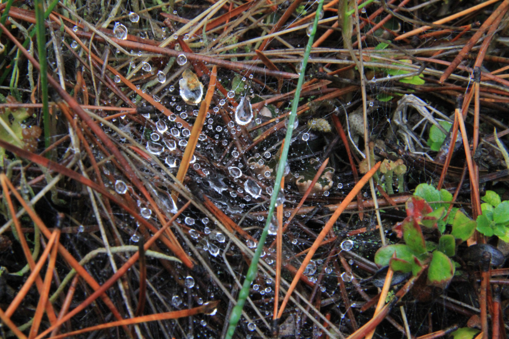 Wet spider web in the Yukon