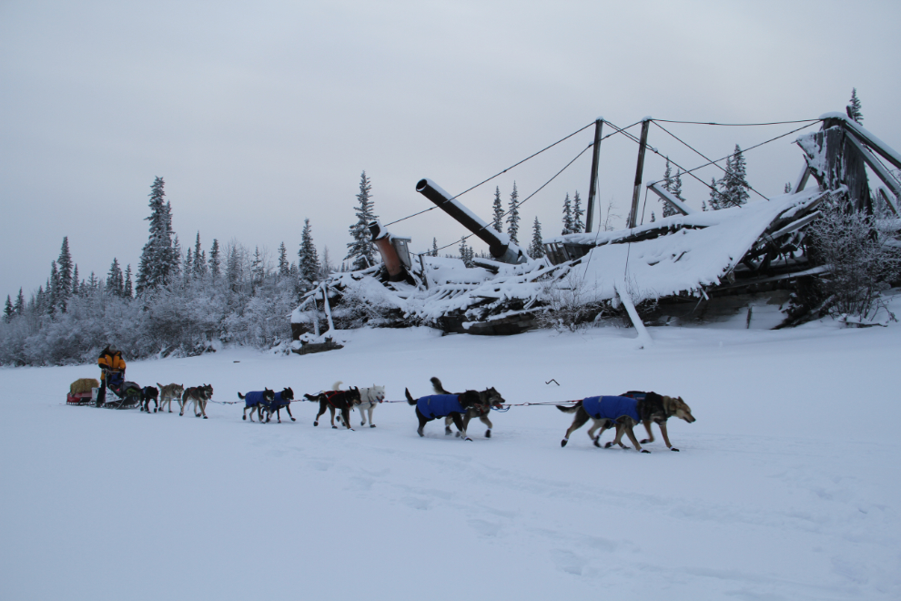Yukon Quest musher going by the Sternwheeler Graveyard in Dawson City