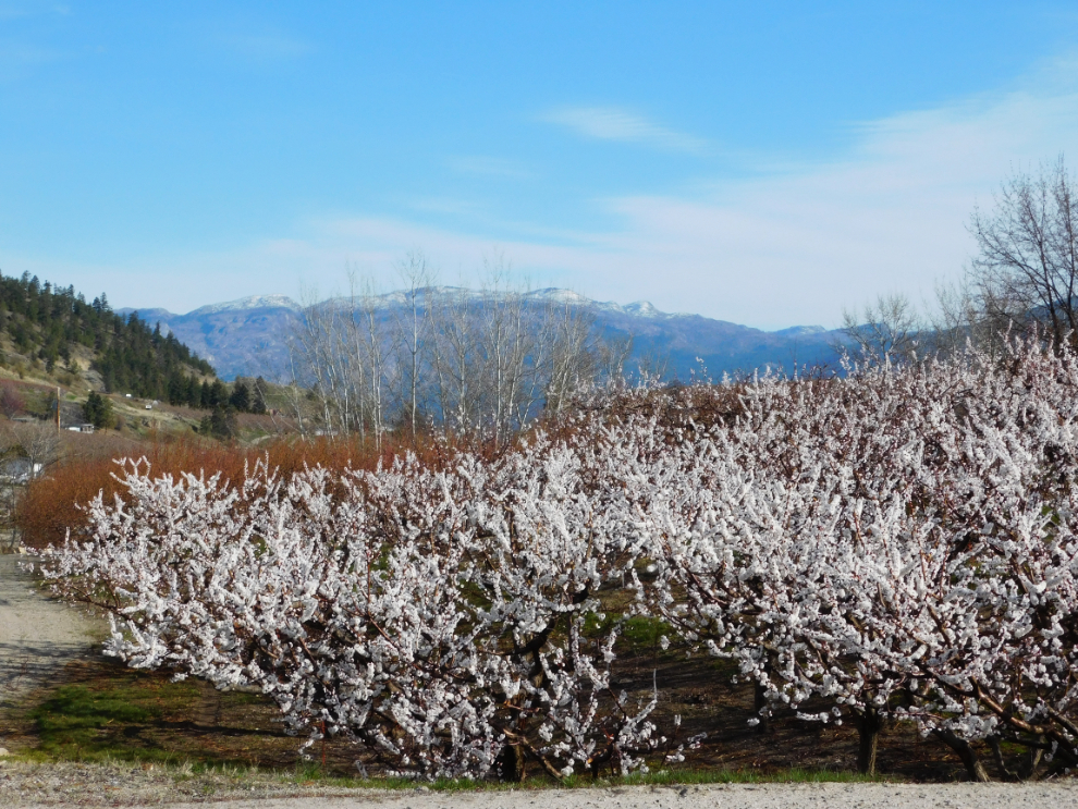 Spring blossoms at Summerland, BC