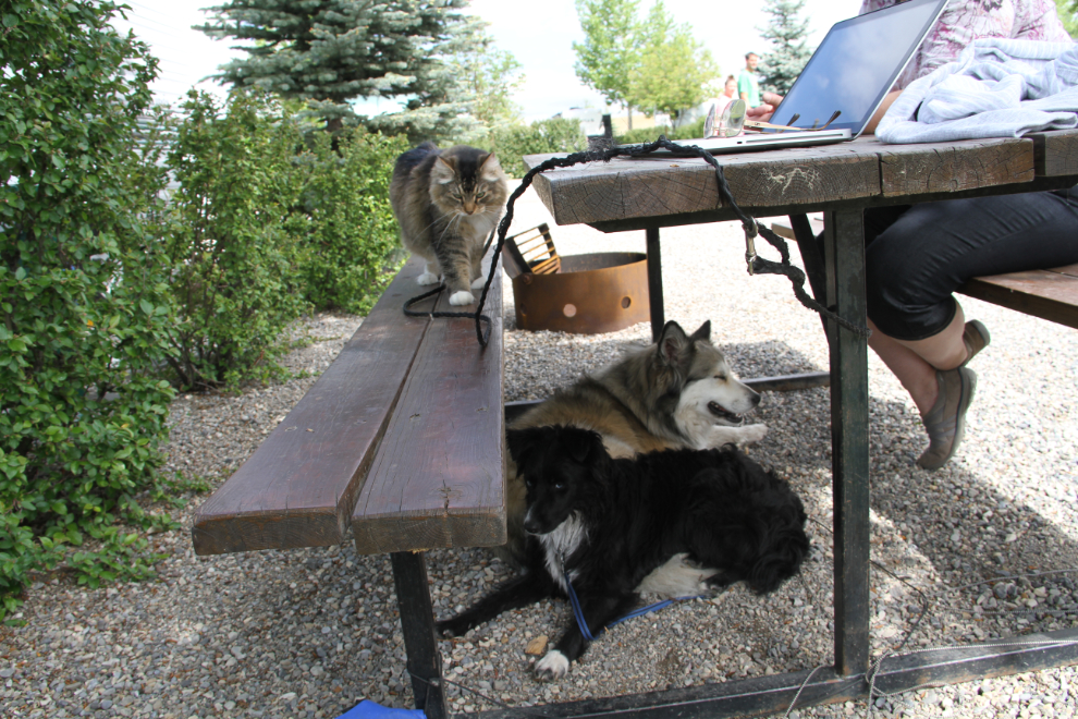 Our cat and dogs at the campsite in Cochrane