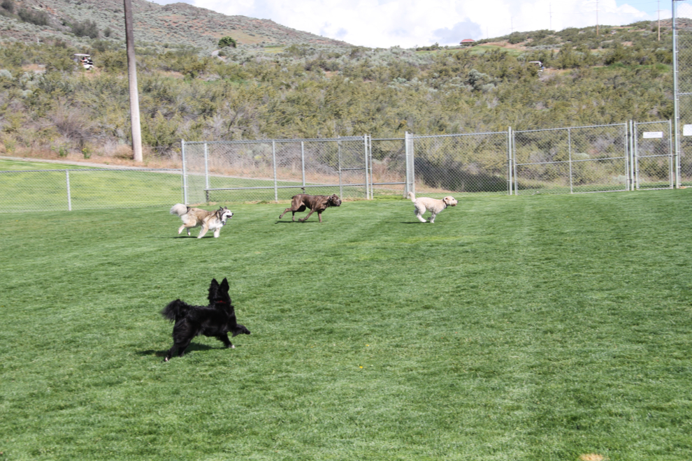 The leash-free dog park at Osoyoos, BC
