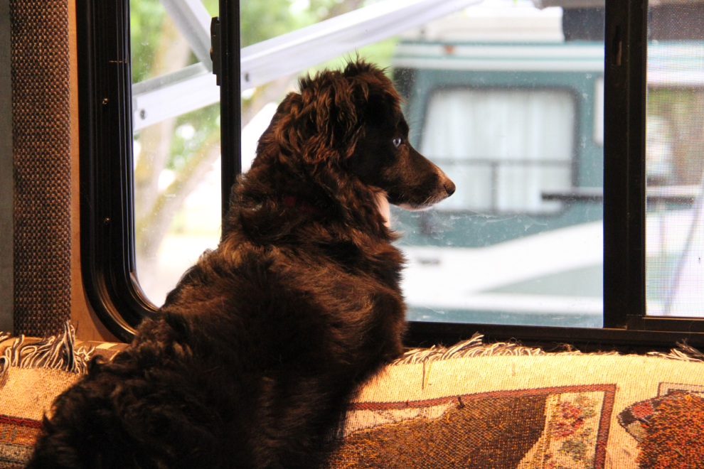 Our little dog Tucker looking out the RV window at Osoyoos, BC
