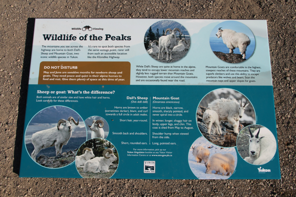 Interpretive sign about Dall sheep and mountain goats