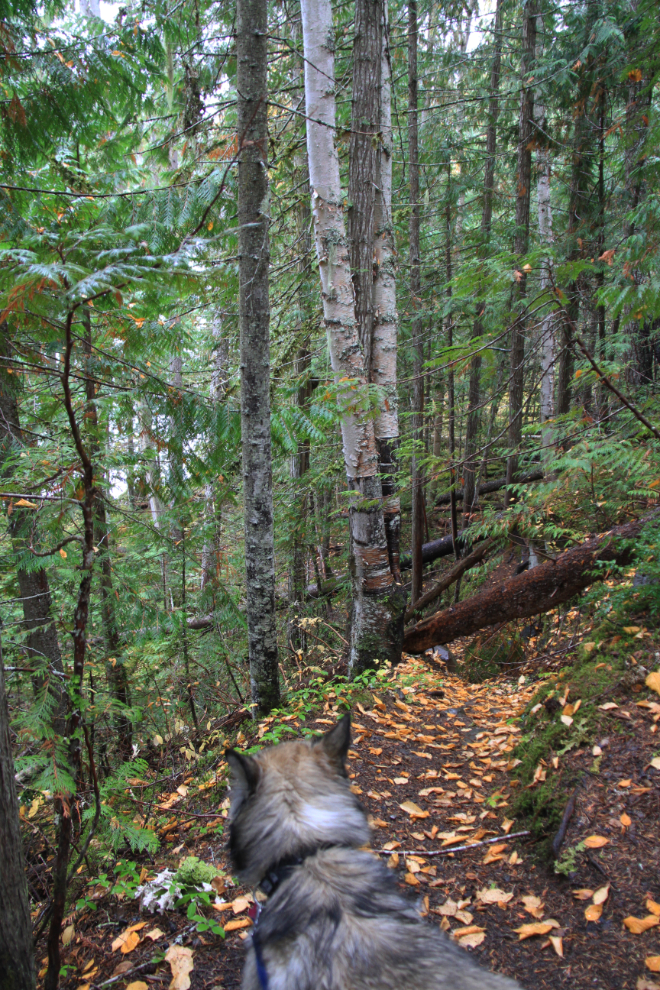 Blocked trail to the Murtle River, Wells Gray Provincial Park, BC