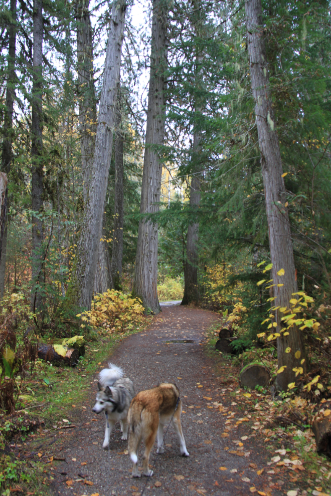 Trail to Bailey's Chute, Wells Gray Provincial Park, BC