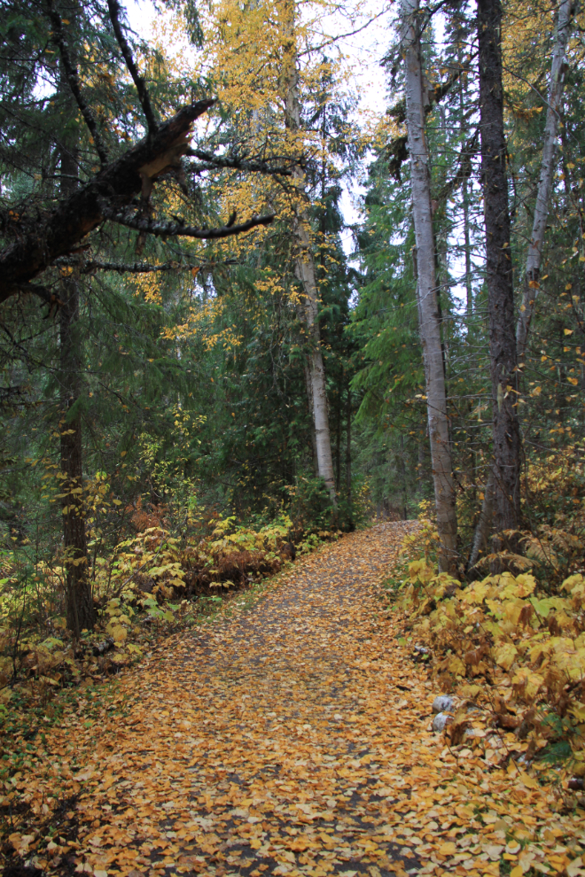 Trail to Bailey's Chute, Wells Gray Provincial Park, BC