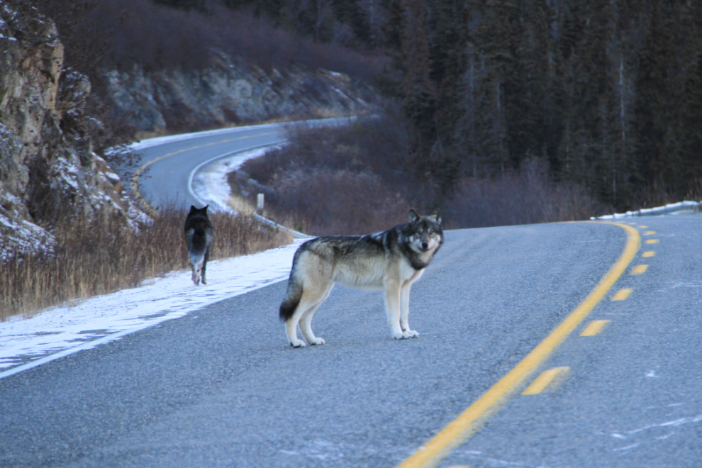 Grey wolves on the South Klondike Highway