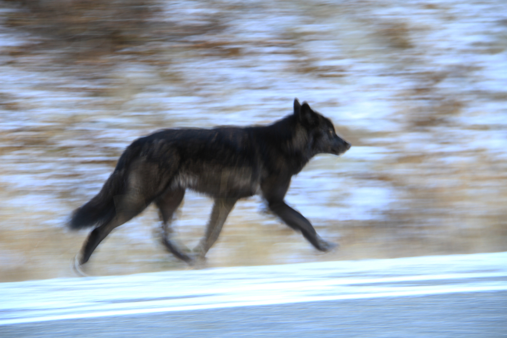  A timber wolf on the South Klondike Highway