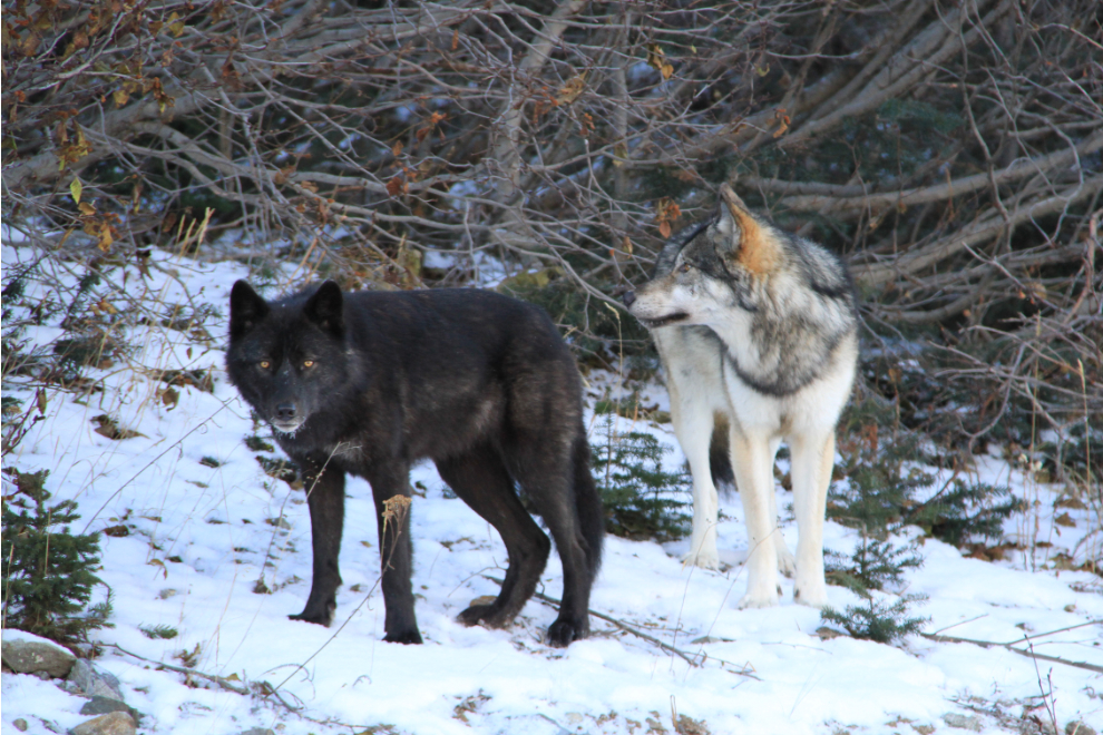 Wolves in the Yukon