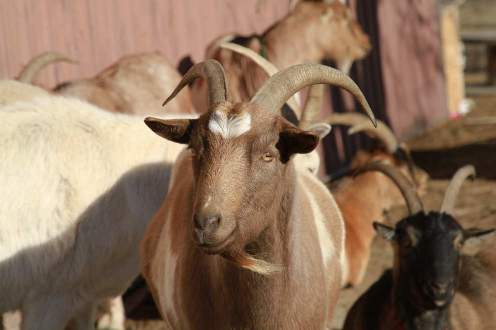 Goats at the Yamnuska Wolfdog Sanctuary