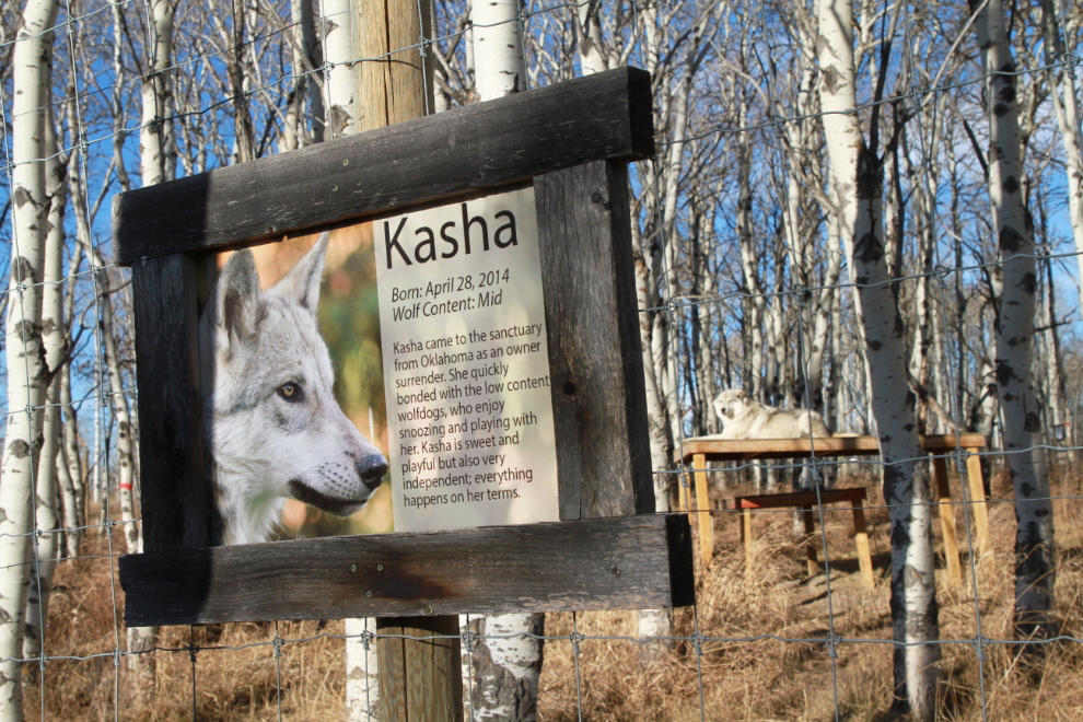 Wolfdog Kasha at the Yamnuska Wolfdog Sanctuary
