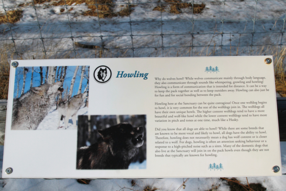 About wolfdog howling at the Yamnuska Wolfdog Sanctuary