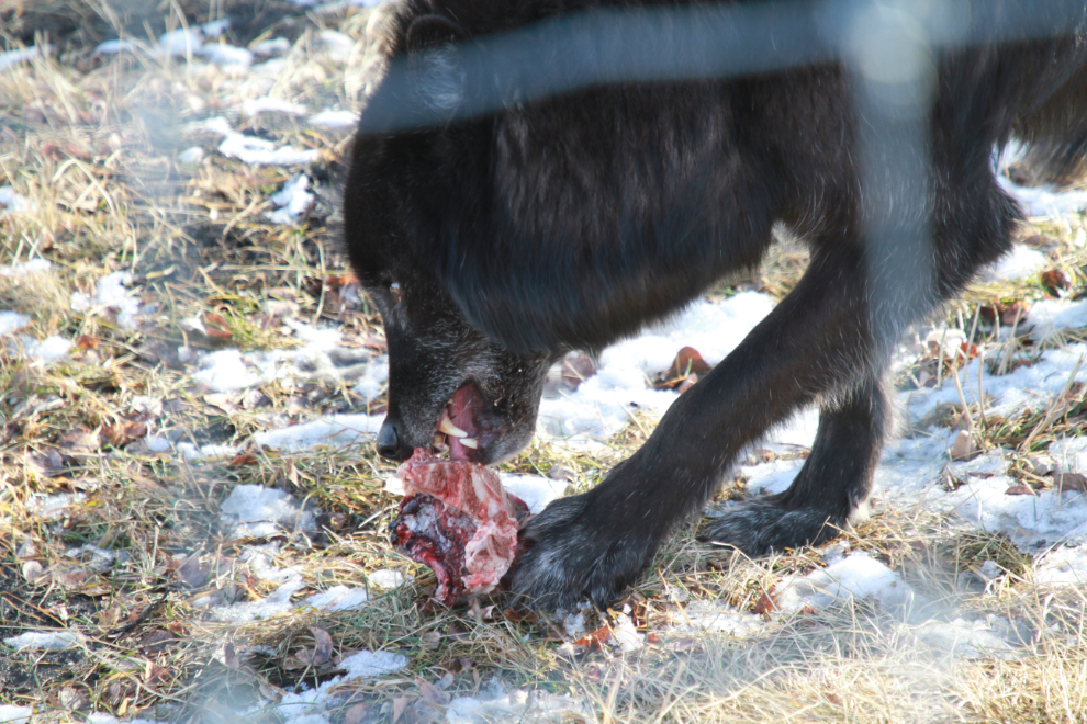 Feeding time at the Yamnuska Wolfdog Sanctuary