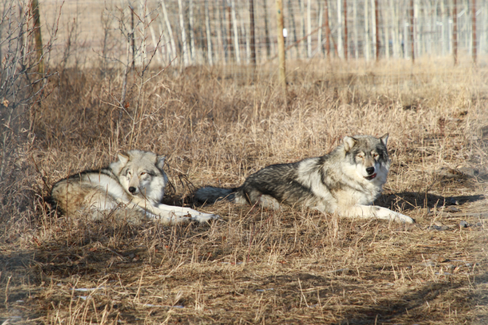 Meeka and Atka at the Yamnuska Wolfdog Sanctuary