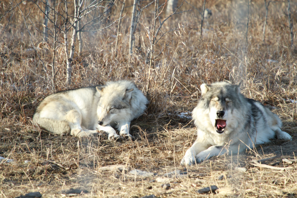 Meeka and Atka at the Yamnuska Wolfdog Sanctuary