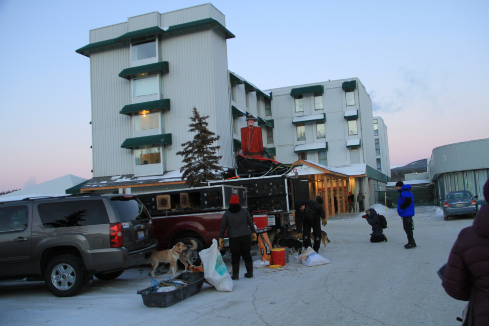 Race huskies being cared for in the hotel parking lot at the Yukon Quest Start Banquet