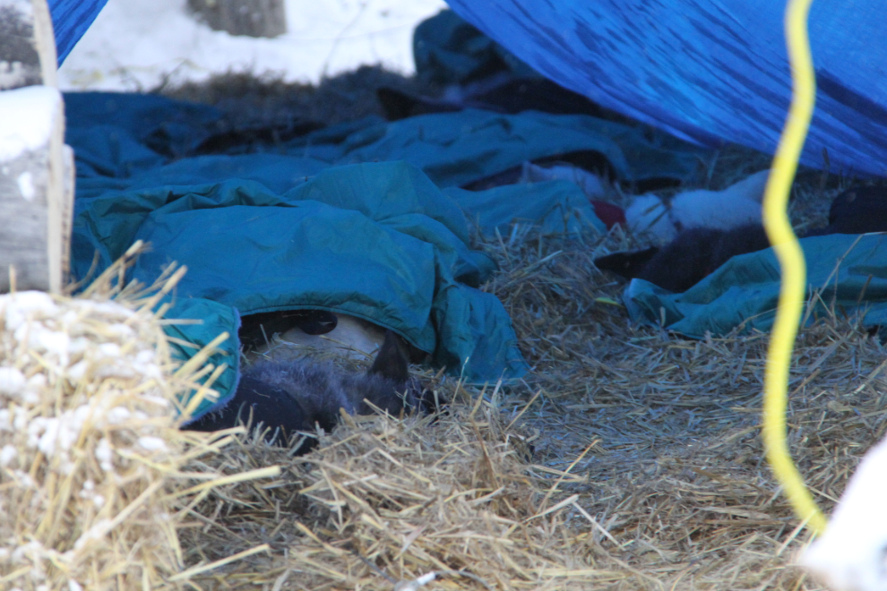 A Yukon Quest team resting in Dawson City