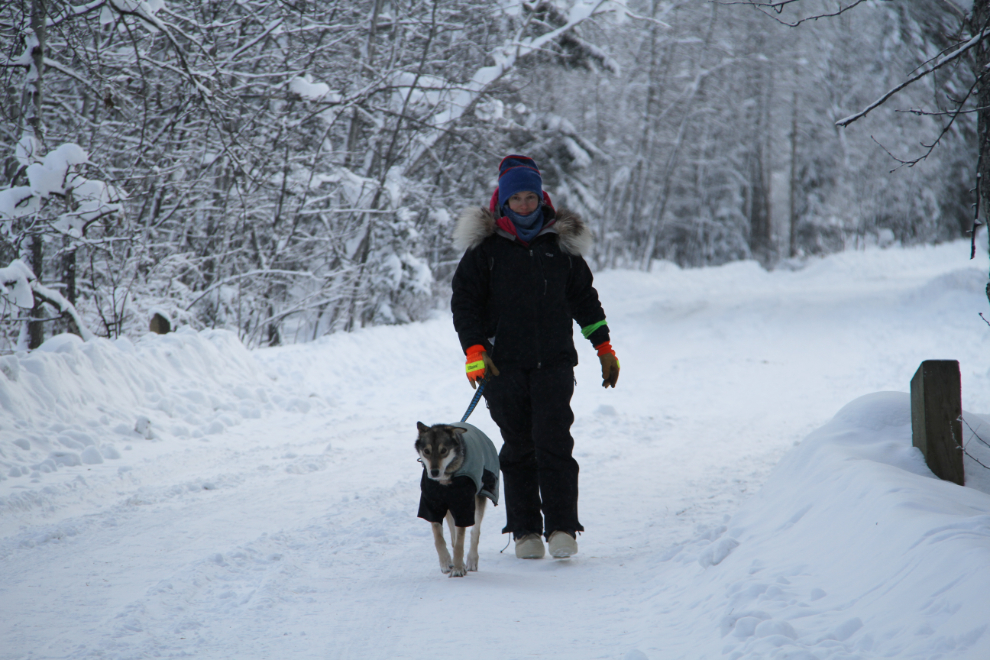 A Yukon Quest dog being taken for a walk