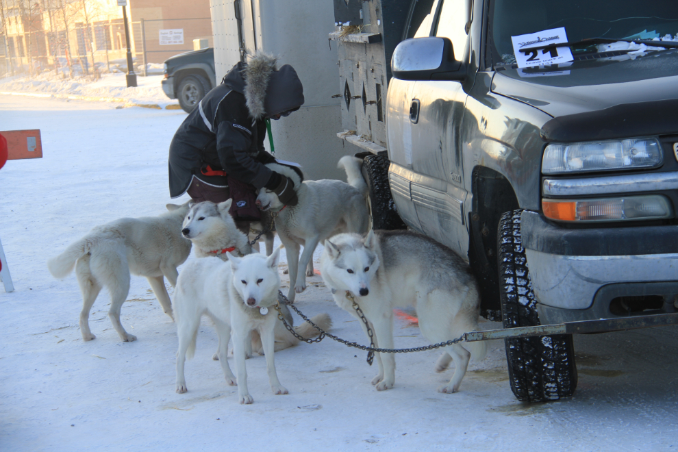 Yukon Quest 2015 Start - Whitehorse, Yukon