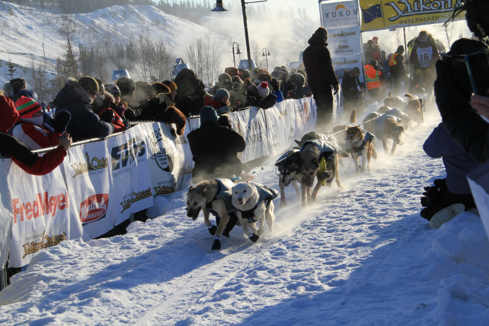 Yukon Quest 2015 Start - Whitehorse, Yukon