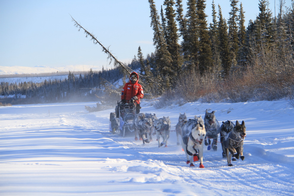 Yukon Quest 2015 Start - Whitehorse, Yukon