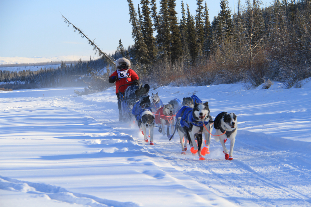 Yukon Quest 2015 Start - Whitehorse, Yukon