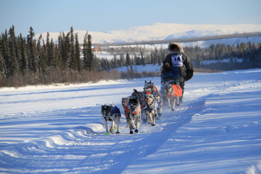 Yukon Quest 2015 Start - Whitehorse, Yukon