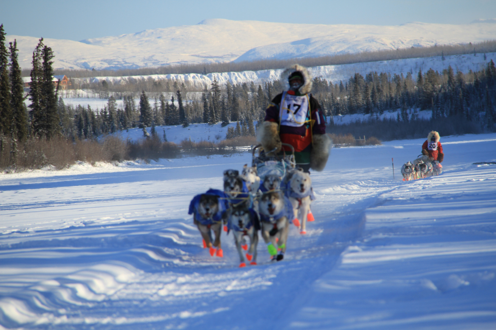 Yukon Quest 2015 Start - Whitehorse, Yukon