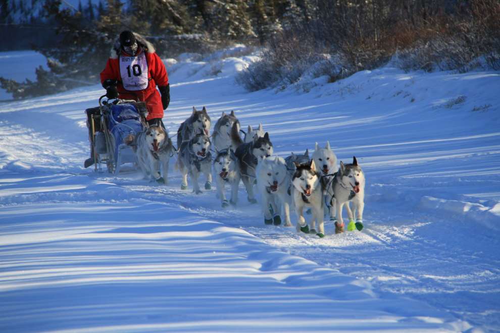 Yukon Quest 2015 Start - Whitehorse, Yukon