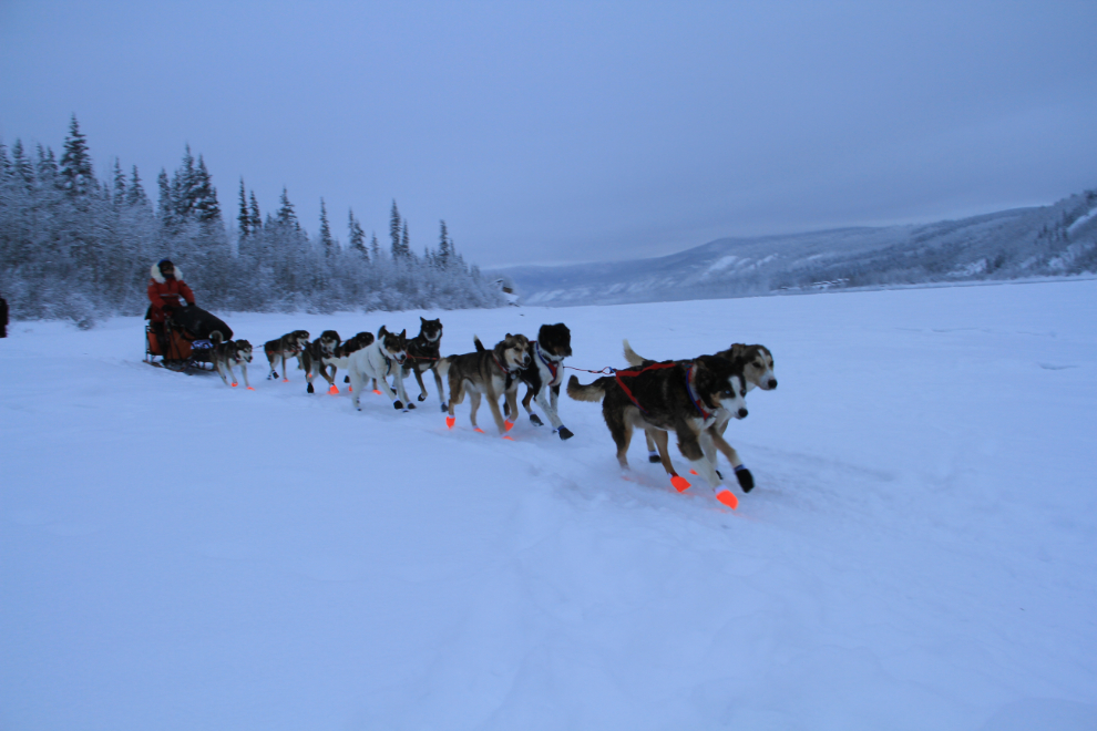 2015 Yukon Quest musher Ed Hopkins' team leaves Dawson City, Yukon