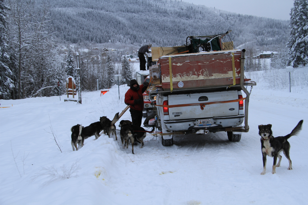 Sled dogs at Dawson City, Yukon
