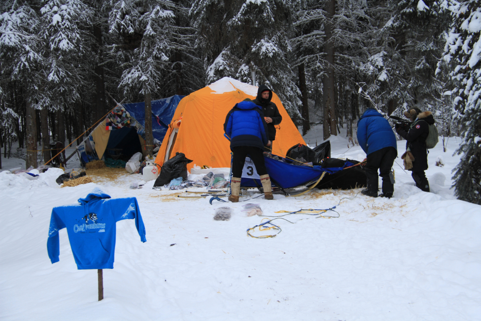 Yukon Quest 2015 musher Normand Casavant's team at Dawson City, Yukon