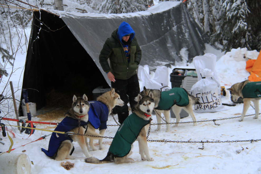 Some of the Siberian huskies in Mike Ellis' Yukon Quest 2015 team