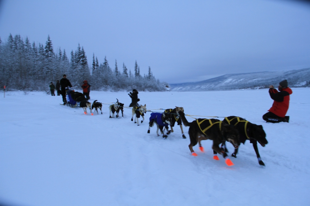 Normand Casavant and his 2015 Yukon Quest team of sled dogs