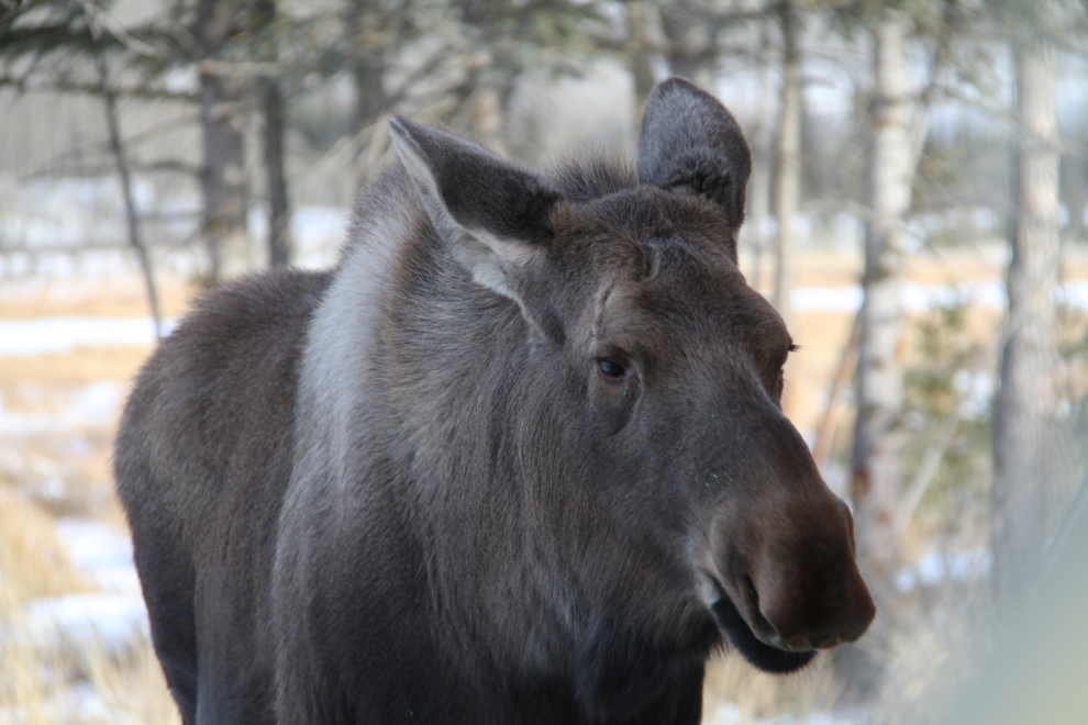 Moose (Alces alces) at the Yukon Wildlife Preserve