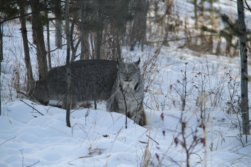 Canada Lynx (Lynx canadensis) at the Yukon Wildlife Preserve