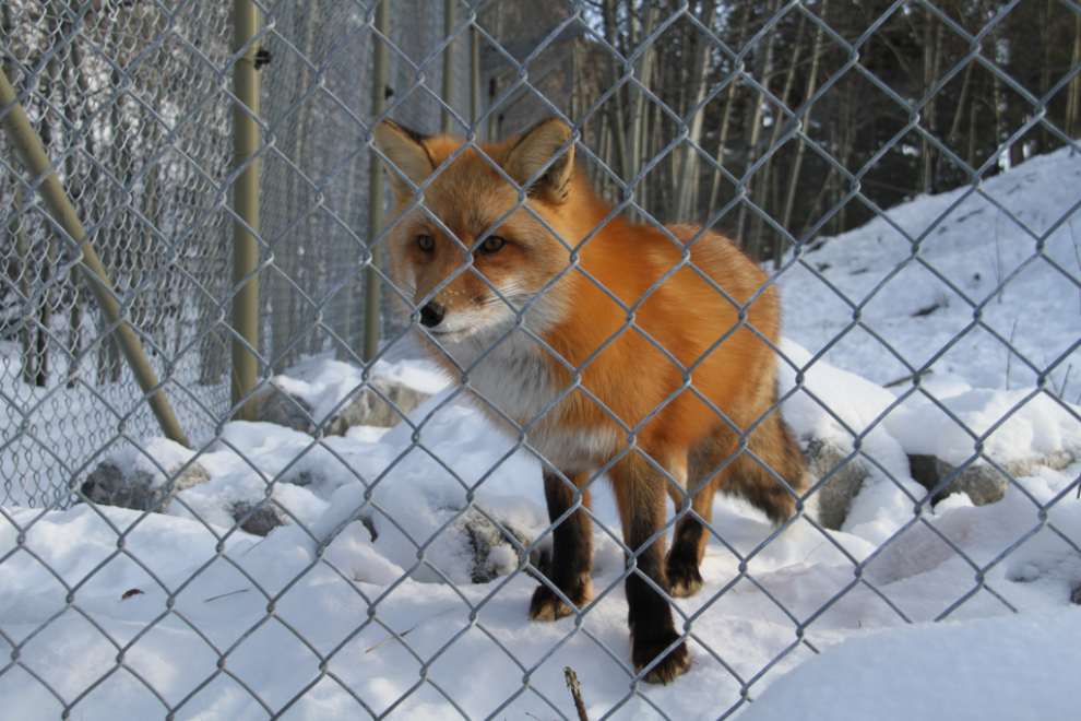 Red Fox (Vulpes vulpes) at the Yukon Wildlife Preserve