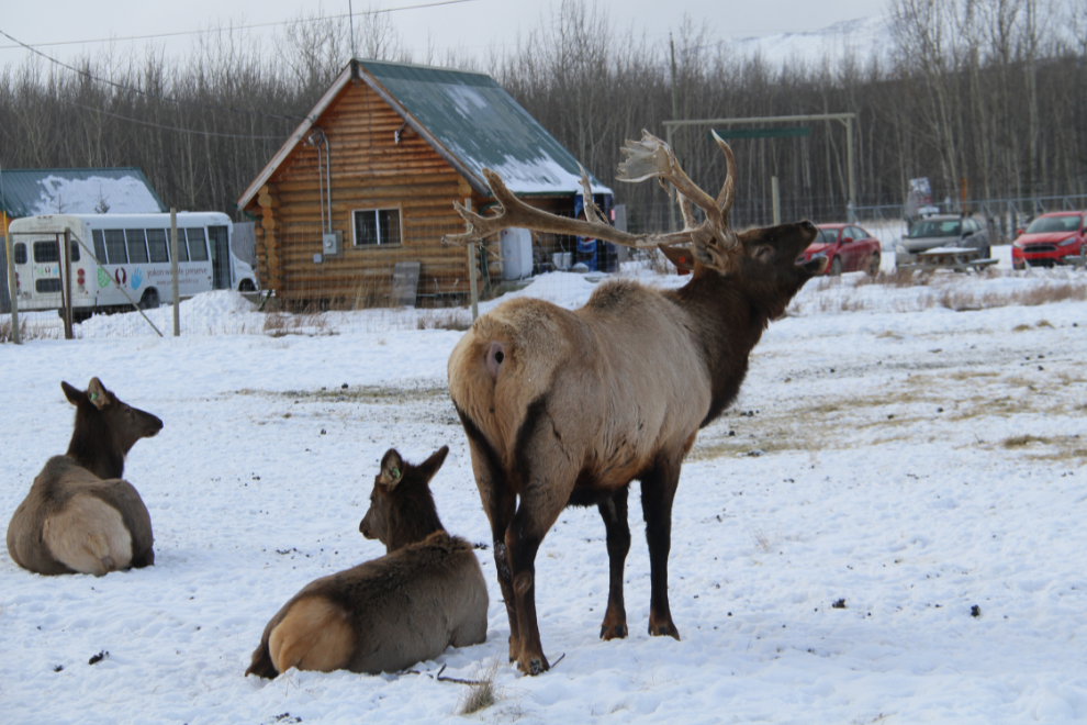 Elk at the Yukon Wildlife Preserve