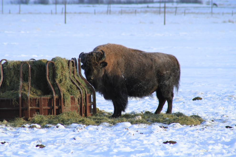 Wood Bison at the Yukon Wildlife Preserve in the winter