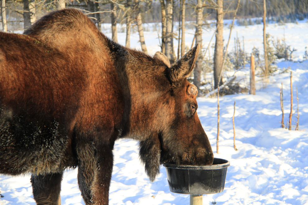 Bull moose at the Yukon Wildlife Preserve in the winter