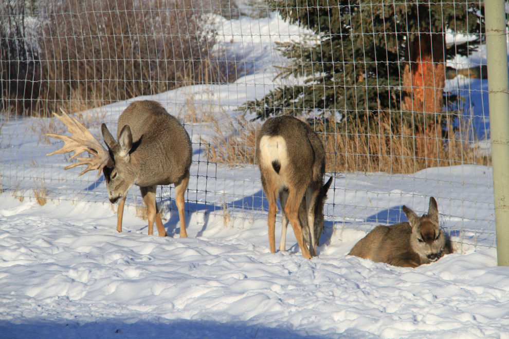 Mule deer at the Yukon Wildlife Preserve in the winter