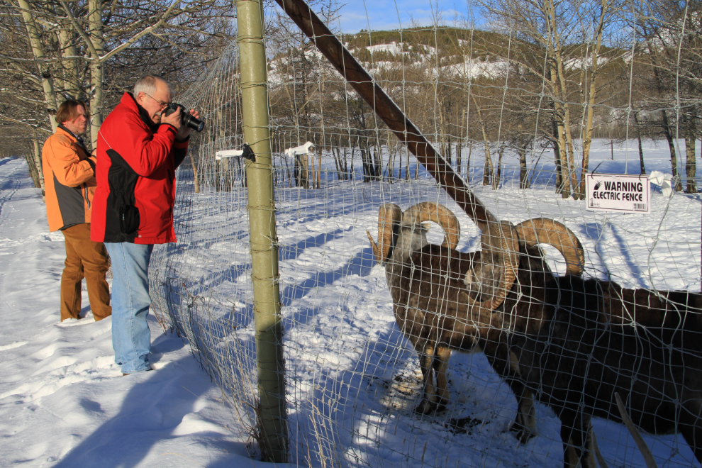 Thinhorn sheep at the Yukon Wildlife Preserve in the winter