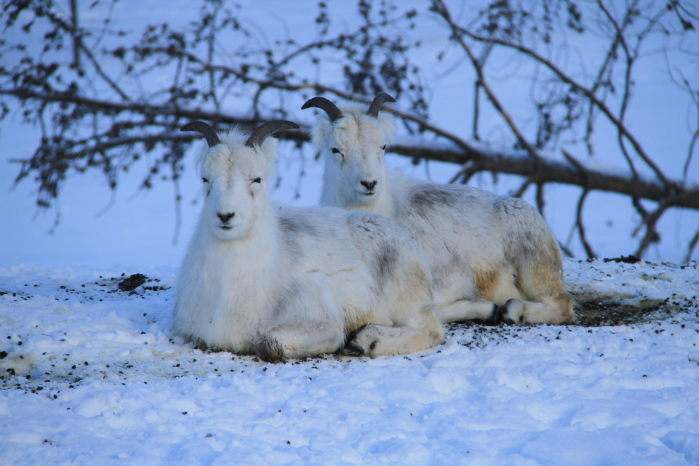 Dall sheep at the Yukon Wildlife Preserve in the winter