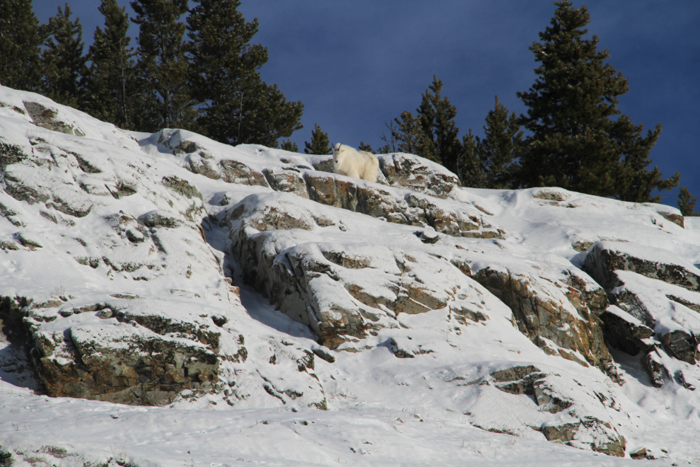 Mountain goat at the Yukon Wildlife Preserve in the winter