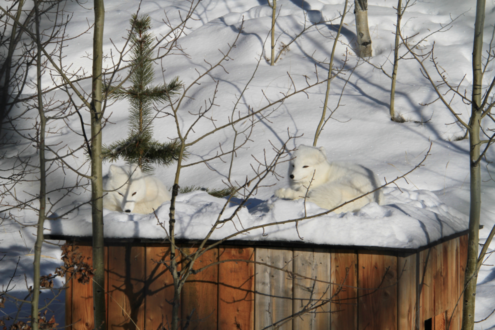 Arctic foxes at the Yukon Wildlife Preserve in the winter