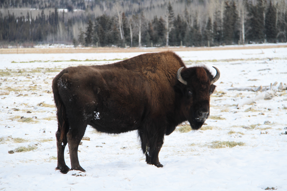 Wood Bison (Bison bison athabascae) at the Yukon Wildlife Preserve
