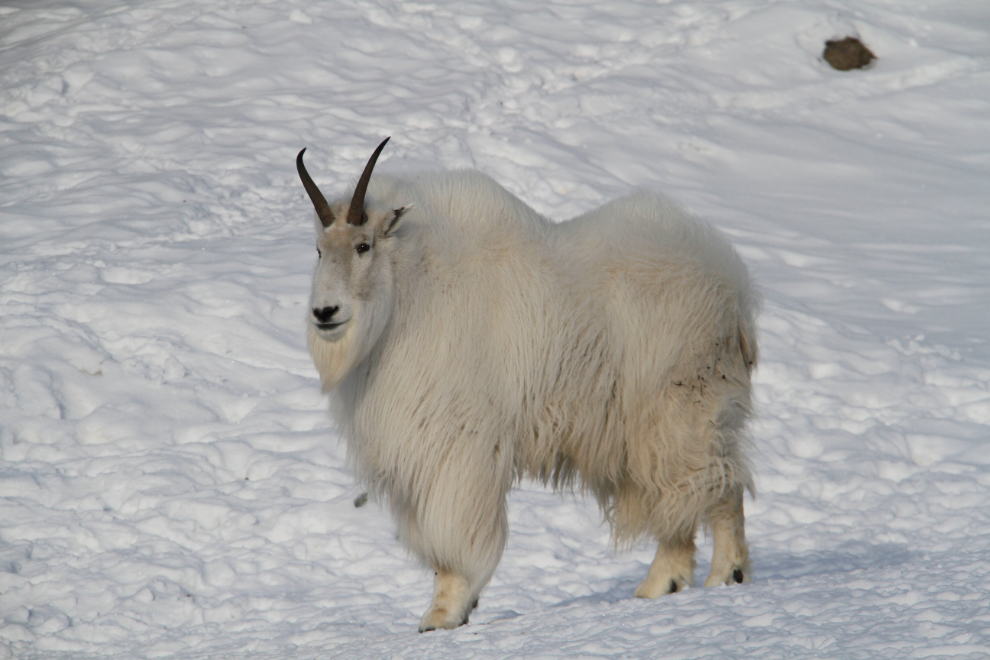 Mountain goat (Oreamnos americanus) at the Yukon Wildlife Preserve